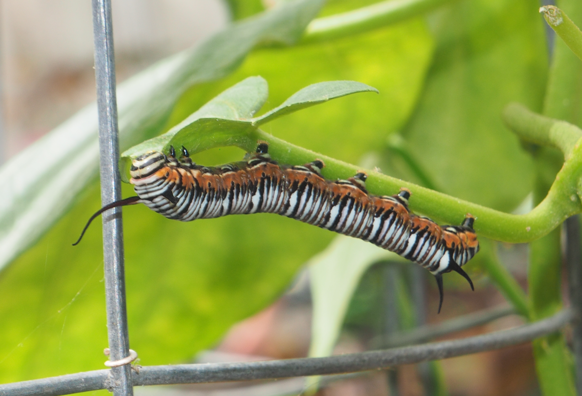 
Euploea core (Common Crow Butterfly)