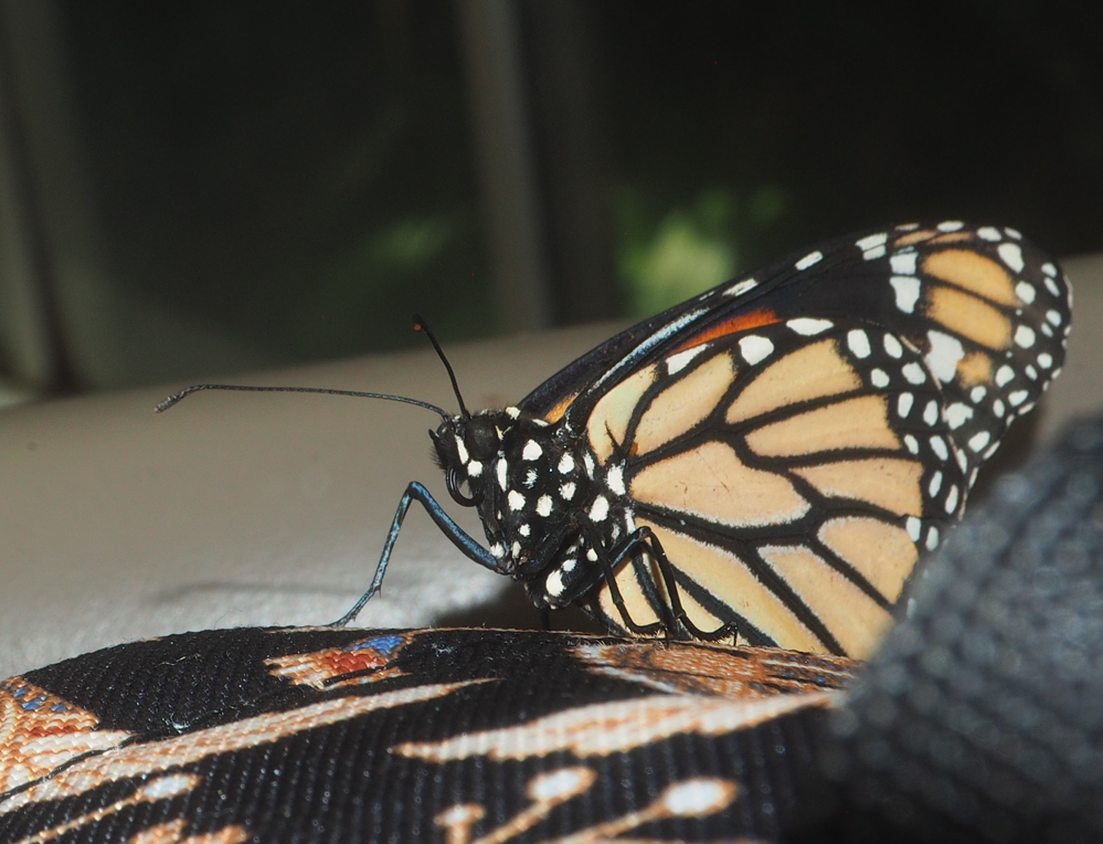 Danaus Plexippus (Monarch)