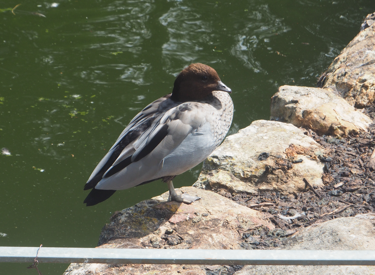 Australian Wood Duck