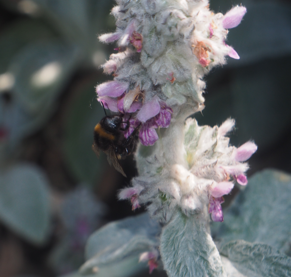 Genus Bombus (Bumblebee)