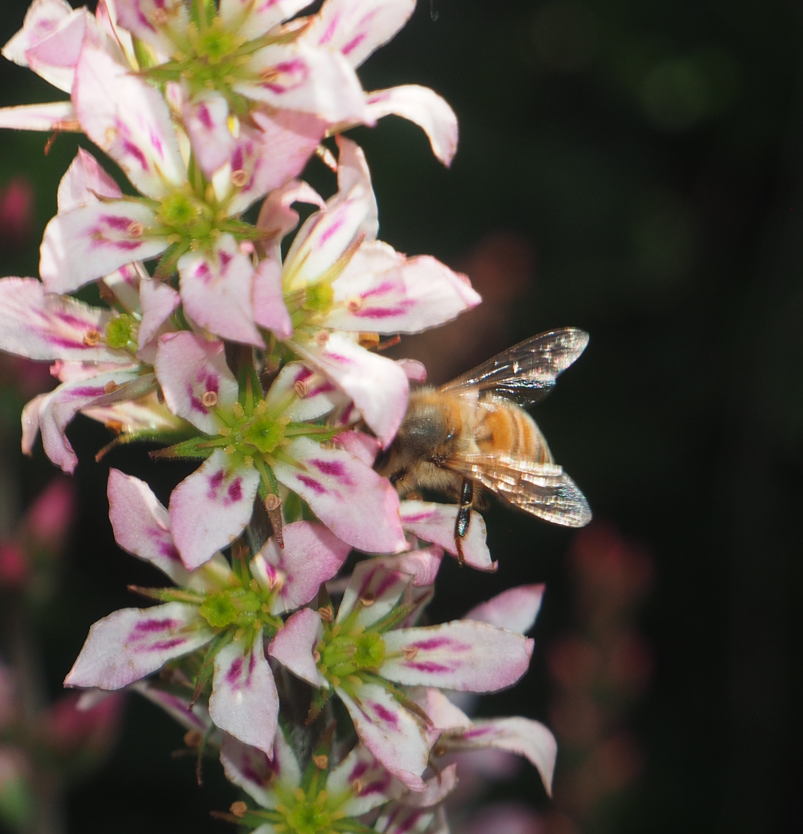 Apis mellifera (Honey Bee)