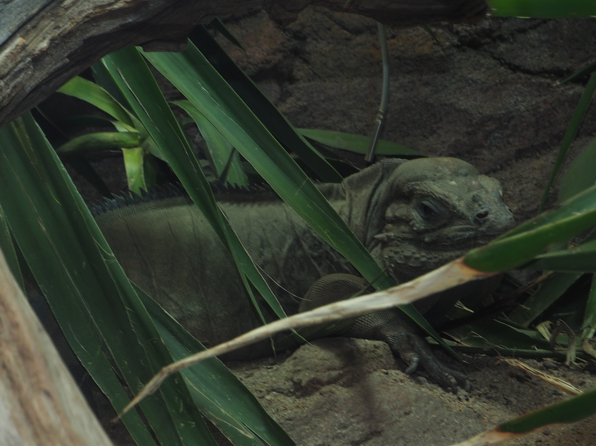 Rhinoceros Iguana