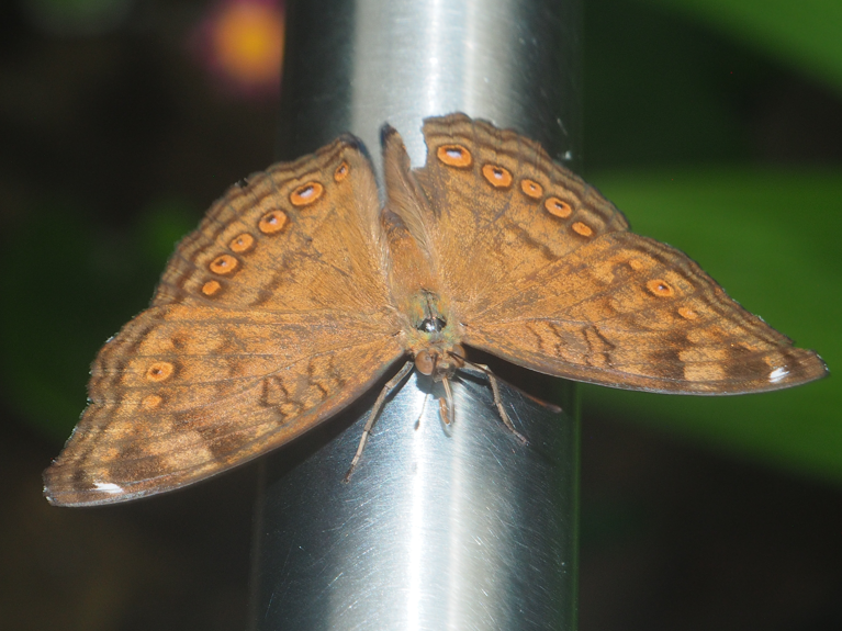 Junonia hedonia (Chocolate Argus Butterfly)