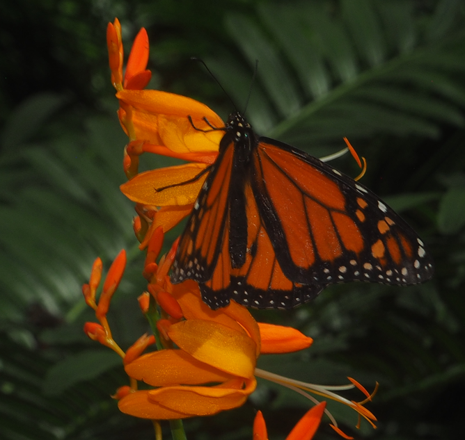 Danaus plexippus (Monarch Butterfly)