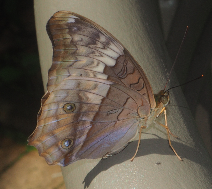 Vindula erota (Common Cruiser Butterfly)