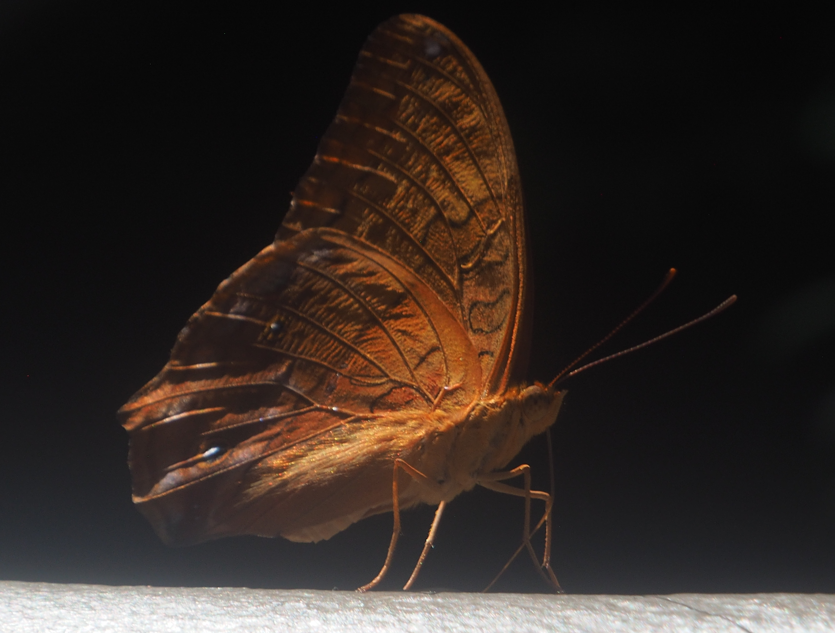 Vindula erota (Common Cruiser Butterfly)