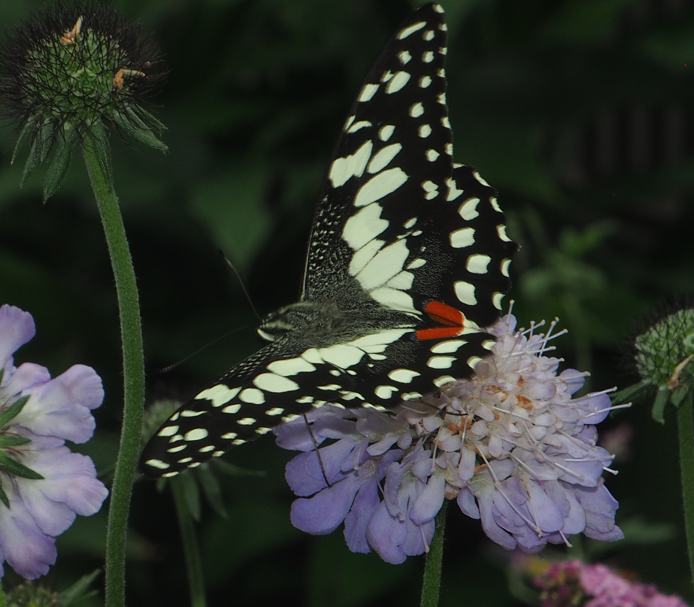 Papilio demoleus (Chequered Swallowtail)