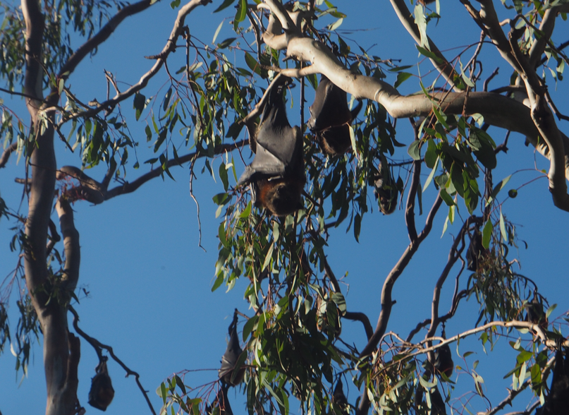 Pteropus poliocephalus (Grey-headed Flying Fox)