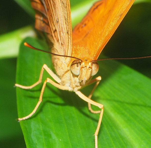 Vindula erota (Common Cruiser Butterfly)