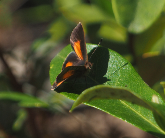 Paralucia aurifera (Bright Copper Butterfly)