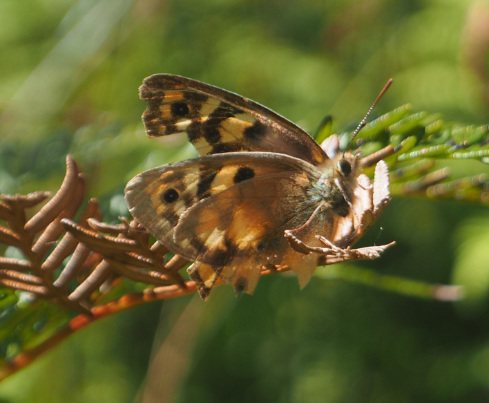 Pararge aegeria (Speckled Wood Butterfly)