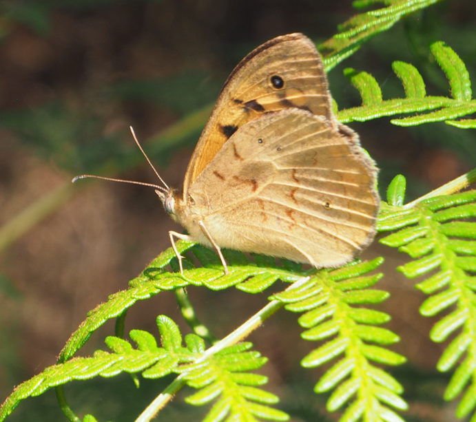 Heteronympha merope (Common Brown Butterfly)
