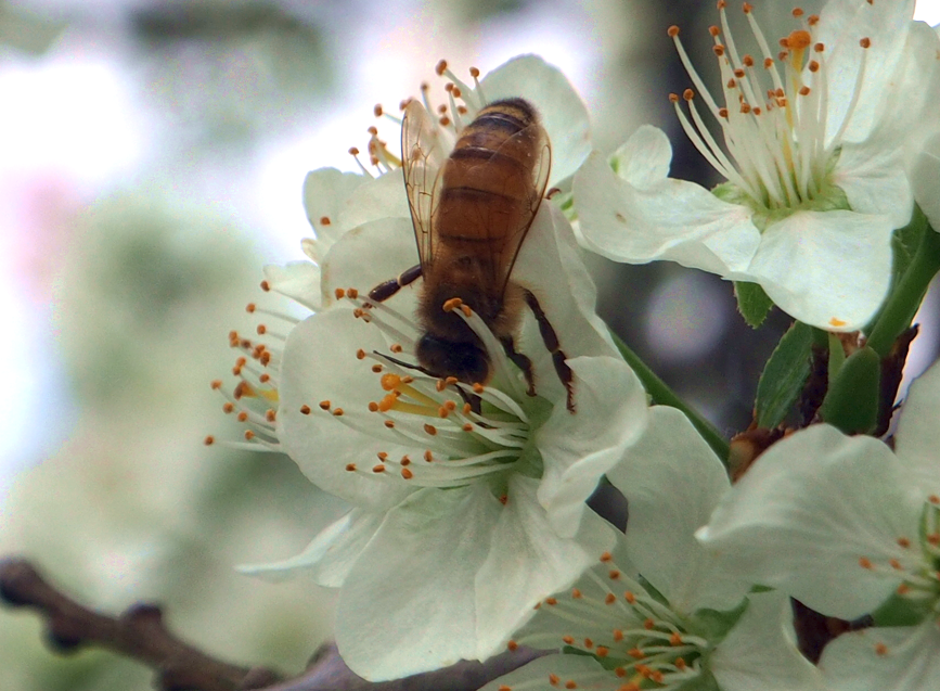 Apis mellifera (Honey Bee)