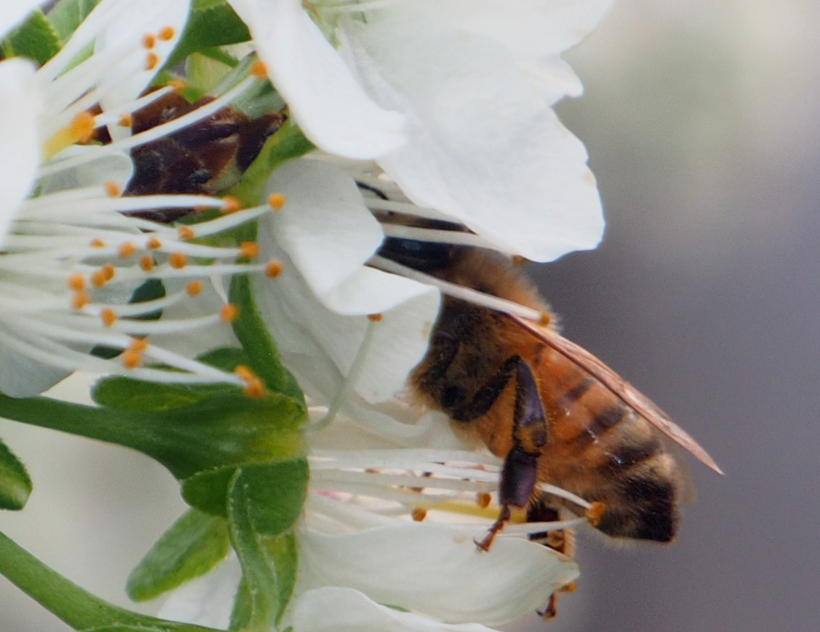 Apis mellifera (Honey Bee)