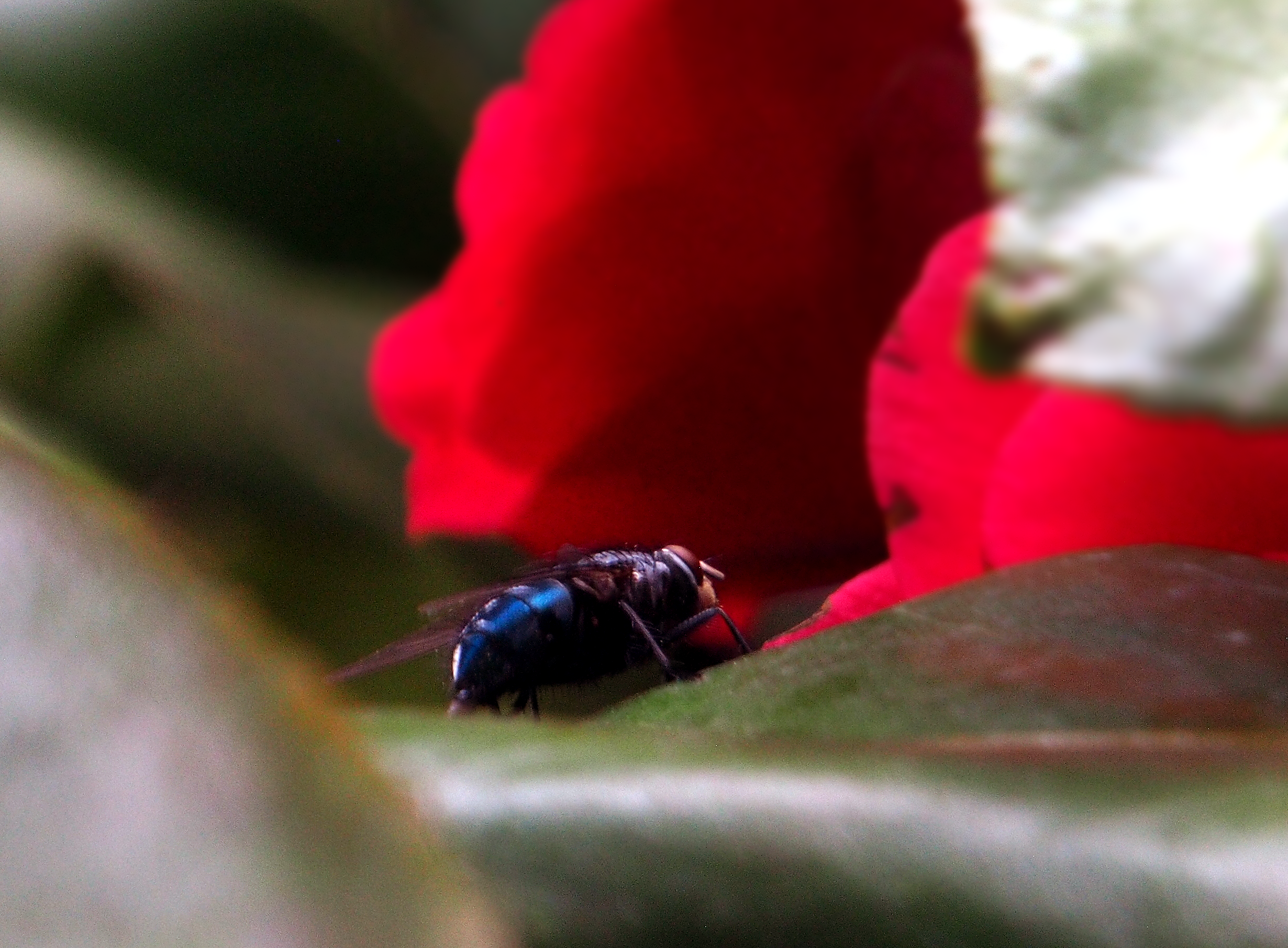 Calliphora vomitoria (Bottle Fly)